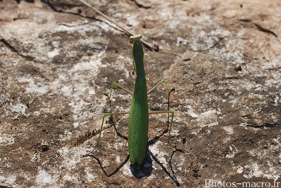 Mantis religiosa